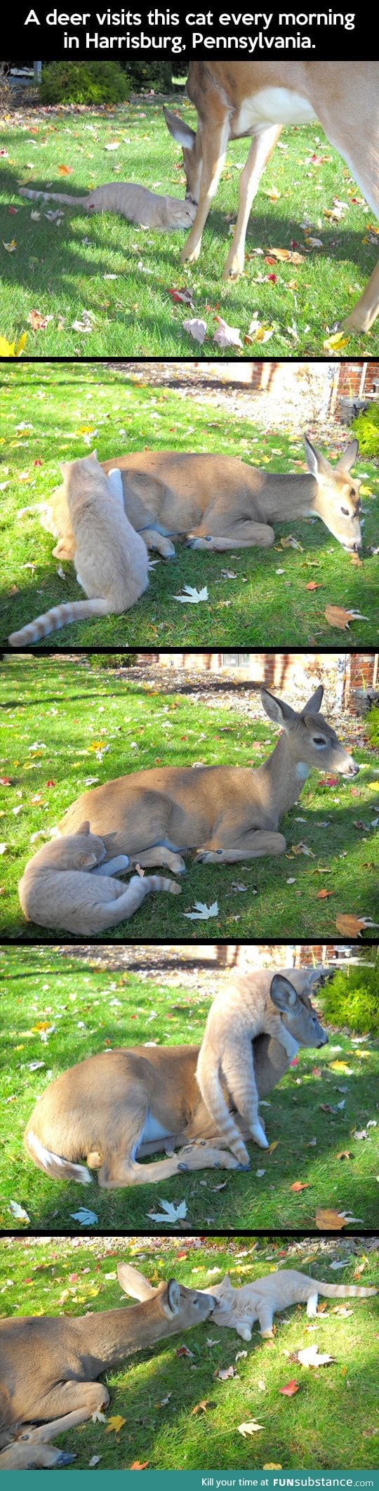 Deer and cat are morning friends