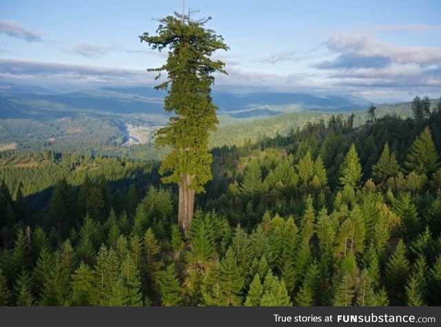 Hyperion, the tallest tree in the world. It's location is a closely guarded secret