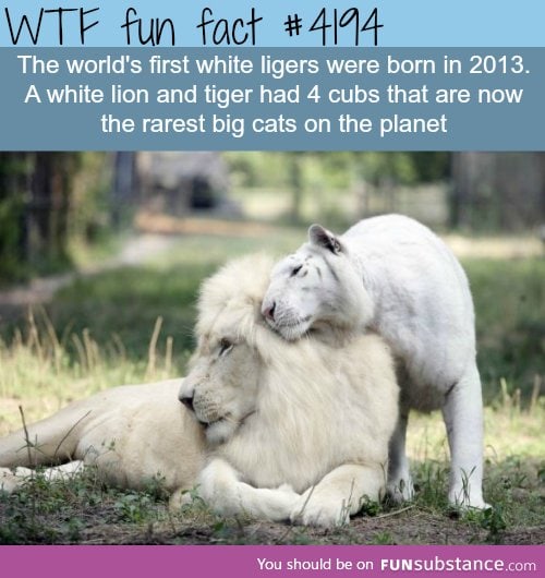world's first white ligers