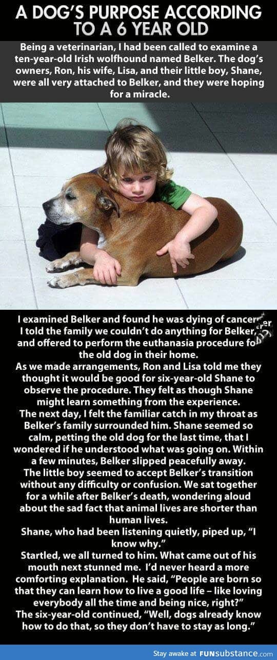Heart warming story of a boy who witness the death of his dog
