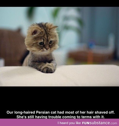 Cat can't accept its new hairstyle