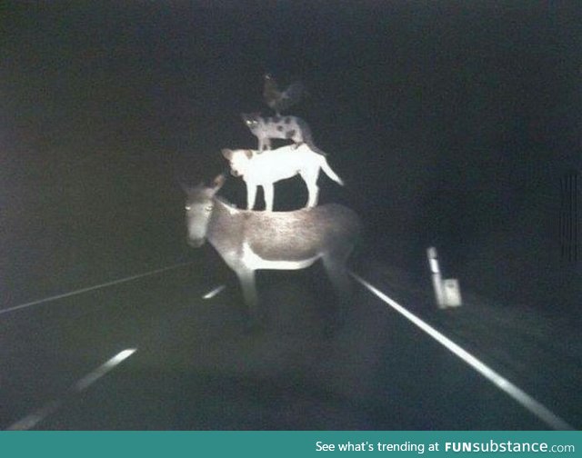 Driving at night when suddenly