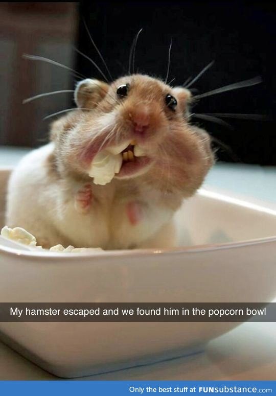 "My little hamster escaped and I found him in the popcorn bowl!"