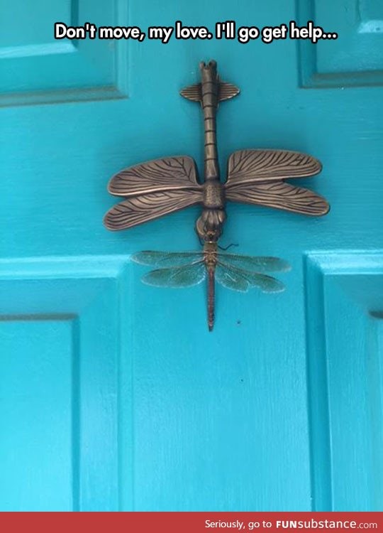 Confused dragonfly