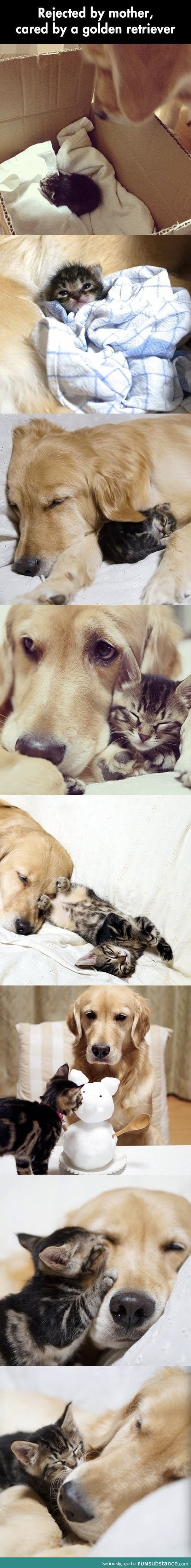 Golden retriever adopts a kitten abandoned by its mother