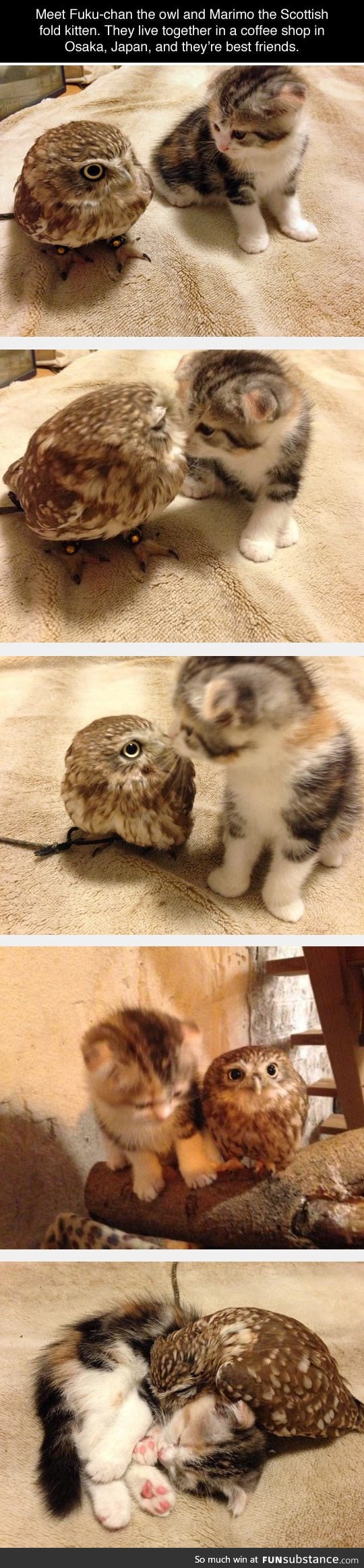 Owl and cat buddies for life