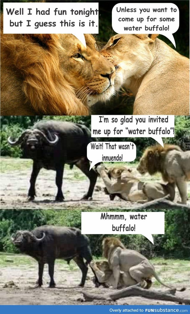 Inviting the lion for water buffalo