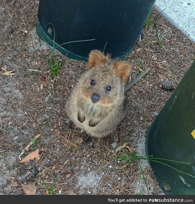 Day 251 of your daily dose of cute: quokka