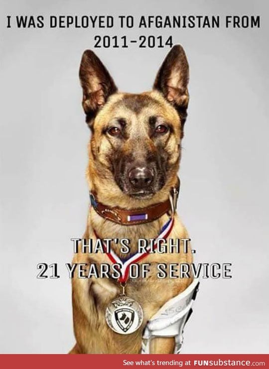 A true dog hero deployed to Afghanistan for 21 years