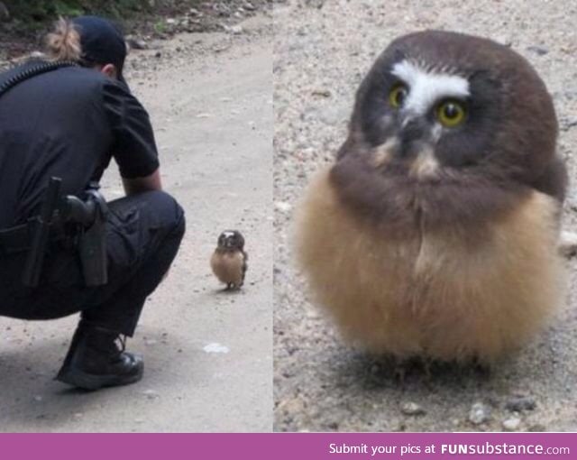 Baby owl faces off with deputy in Boulder