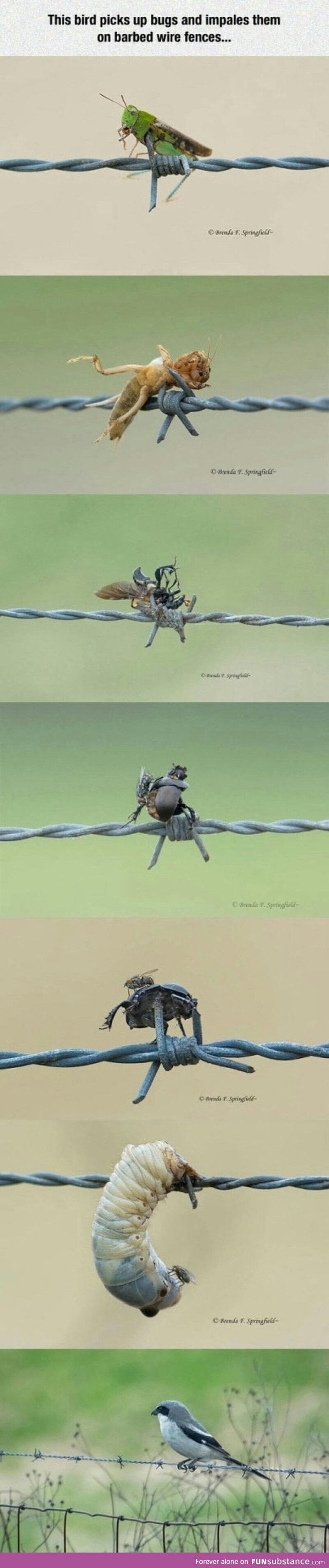 Bird impales its preys on a barb wire