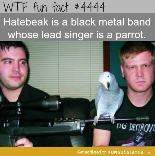 bird band member