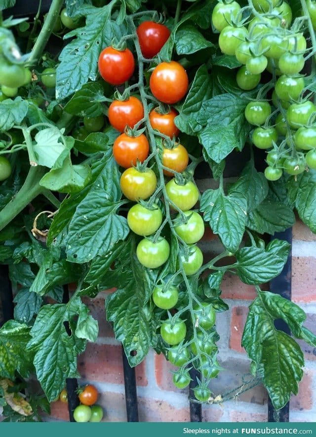 Living tomato ripeness chart