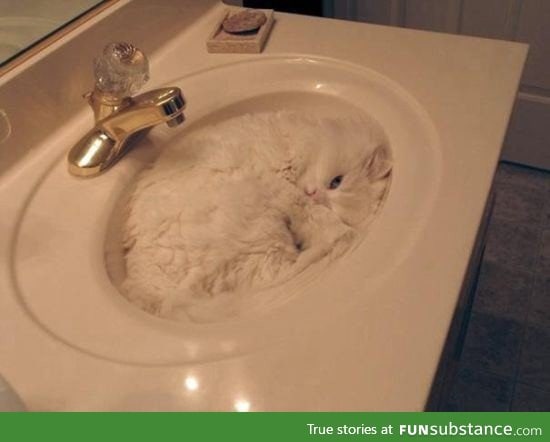 More proof that cats are liquid