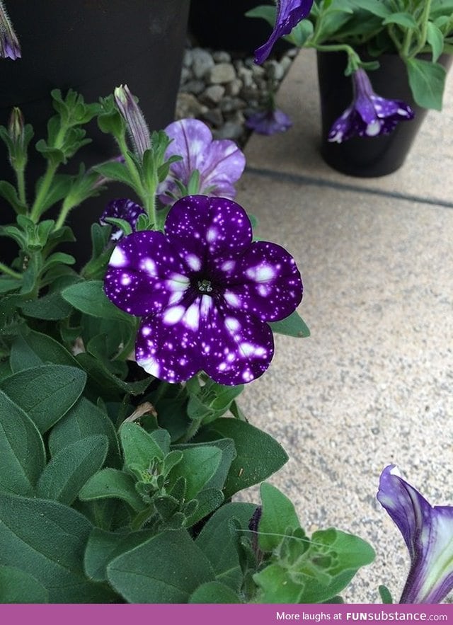 No Photoshop. This flower is called Petunia Sky Fall