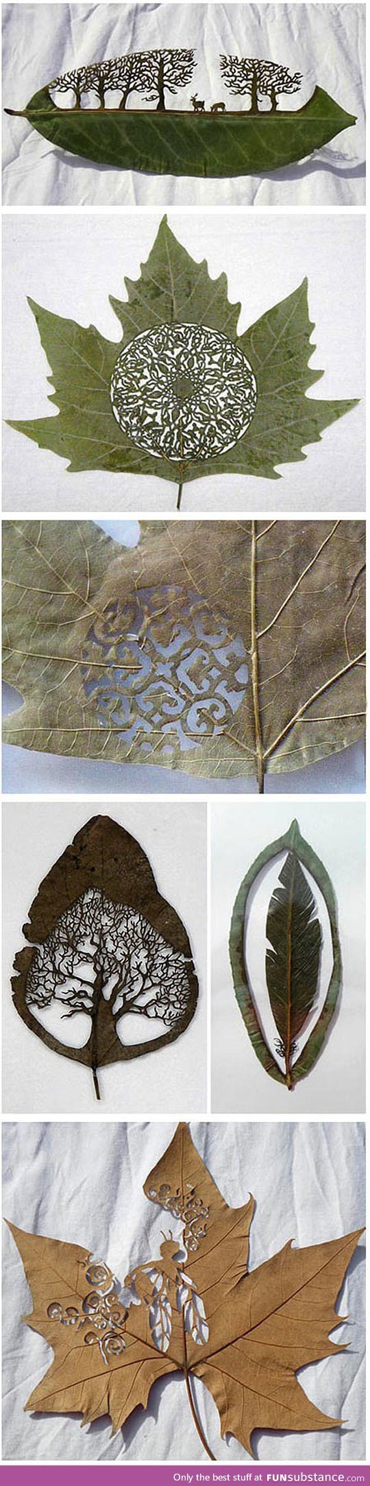 Art in a leaf