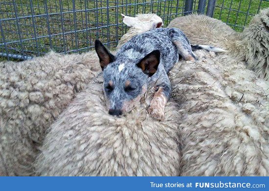 The perfect place to nap after a long day of herding