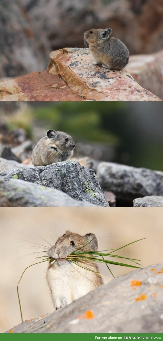 This is a Pika