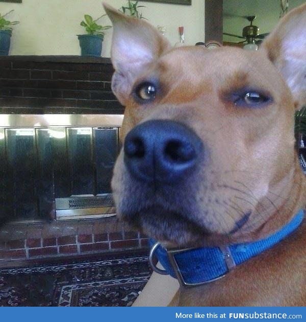 Is it just me, or does this dog look like the real life Scooby-Doo?