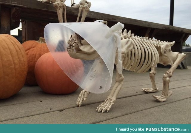 Veterinarian's Halloween display is on point