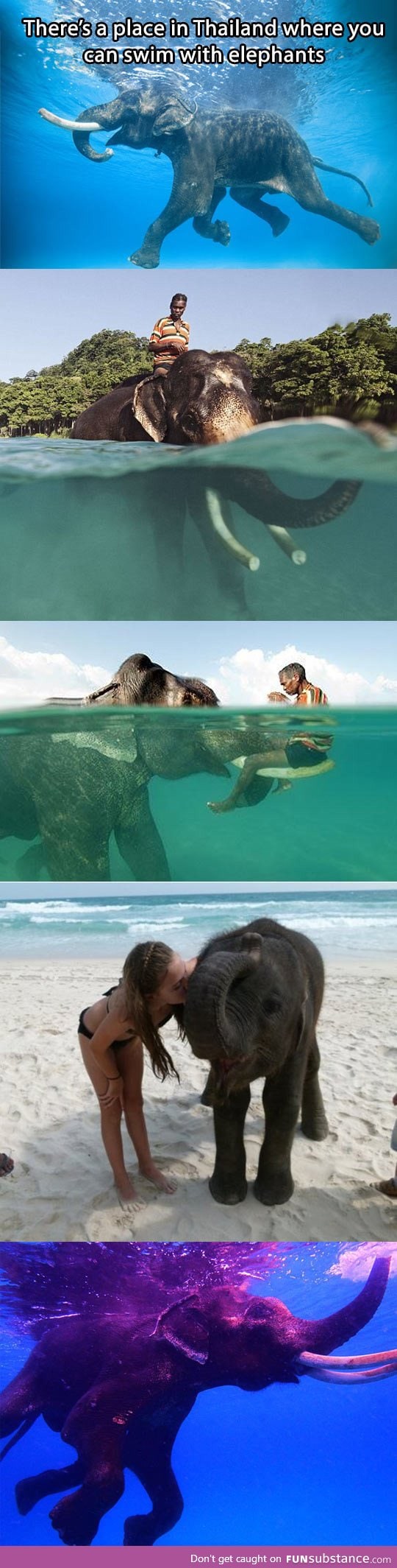 Swim with elephants