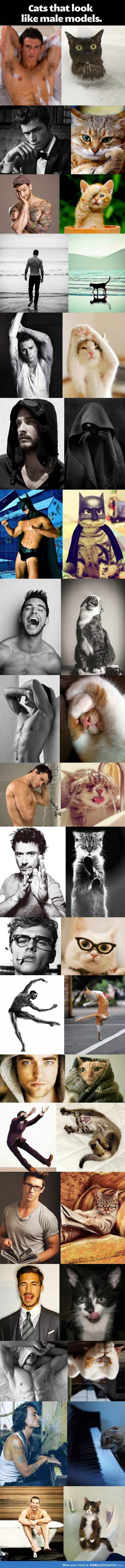 Cats that look a lot like male models