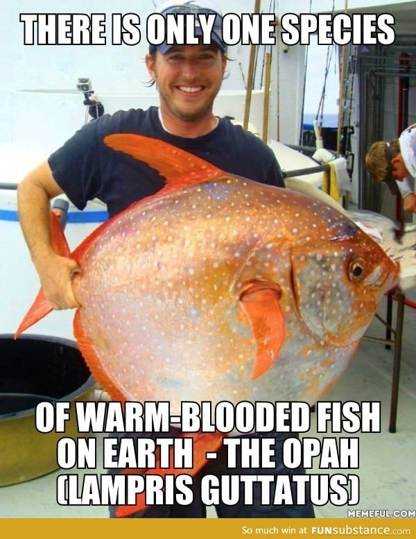 The only warm blooded fish