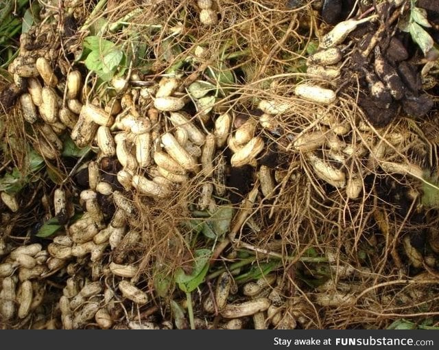 Did you know that peanuts grow underground?