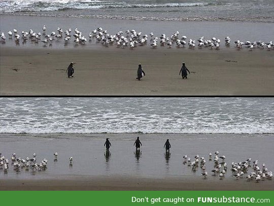 No one messes with these badass penguins
