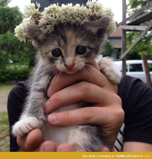 Princess kitten has a crown