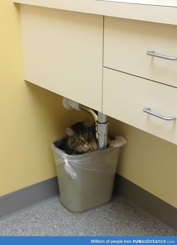 The vet will never find me here