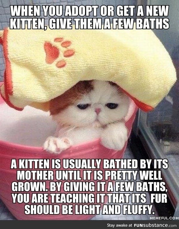 Here's a tip from an experienced cat owner