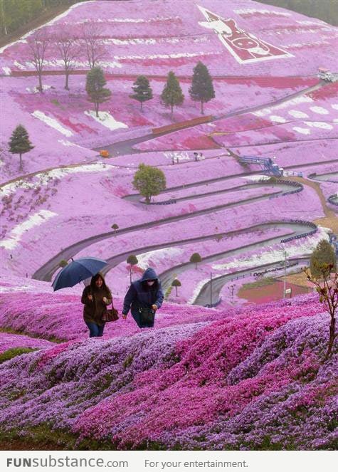 Awesome flower fields in Hillside, Hokkaido, Japan