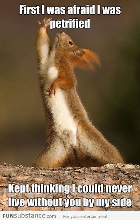 Dramatic Squirrel