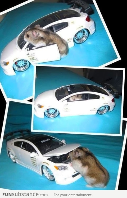 Hamster got his own ride
