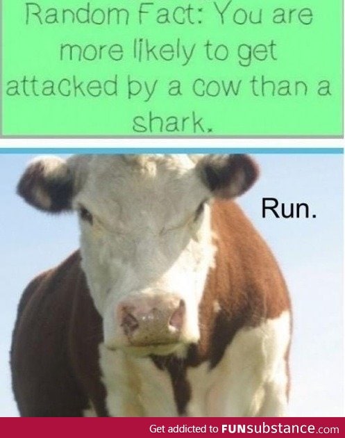 Watch out for a cow