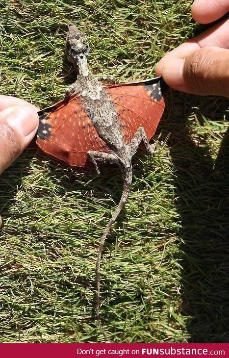 The Flying Dragon Lizard of Southeast Asia