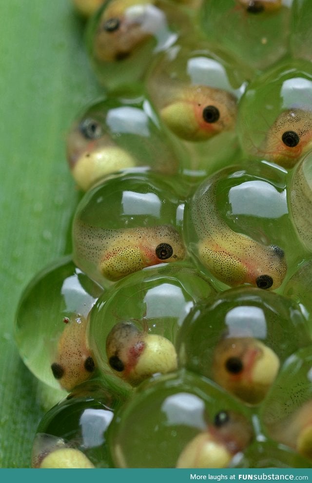 Tadpoles close up