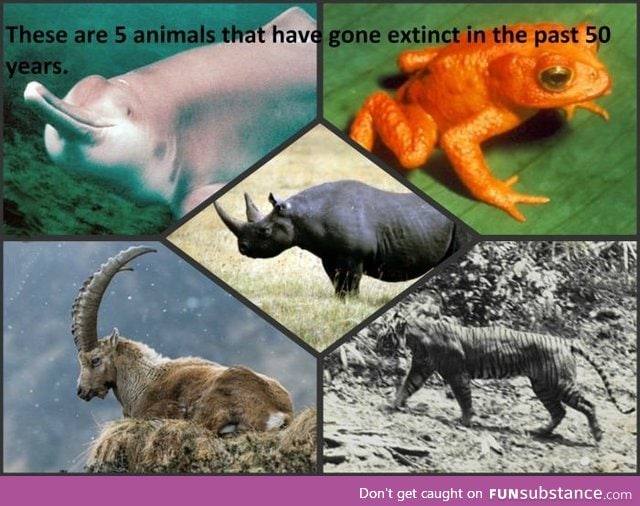 Before arguing about round/flat earth, argue about how we can prevent animal extinction!