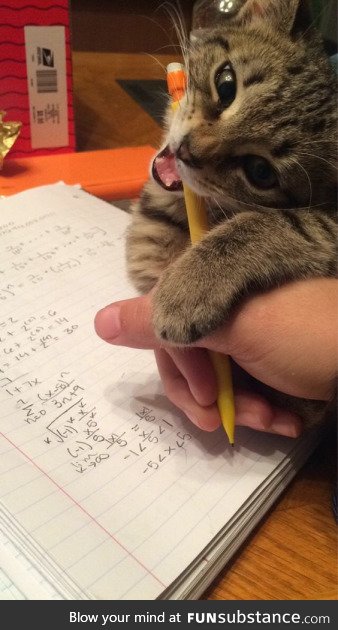 Kitty, you do not know math so please calm yourself