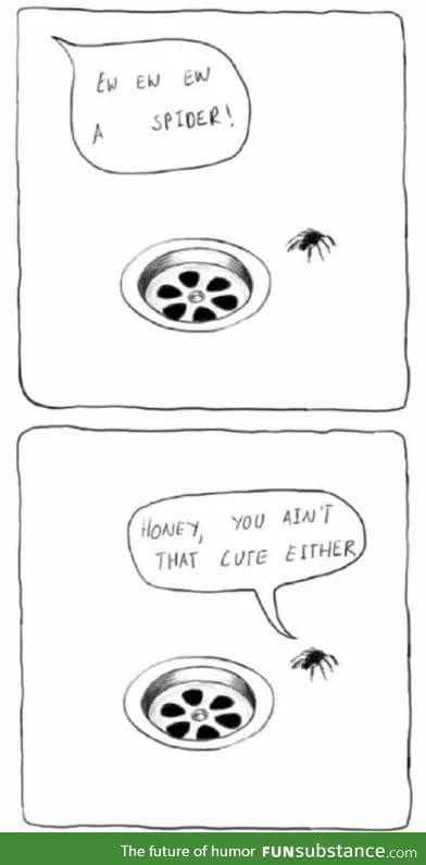 Spider life