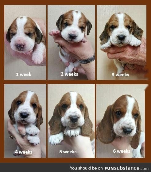 The evolution of a puppy