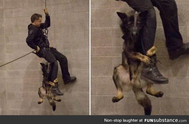 Vancouver Police dog learning to rappel with his partner