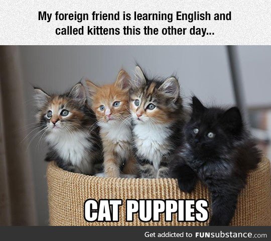 New word for kittens