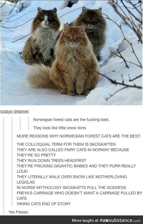 Norwegian Forest Cats are really cute