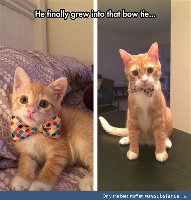 Cute bow tie