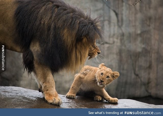 Male lion scolds his son