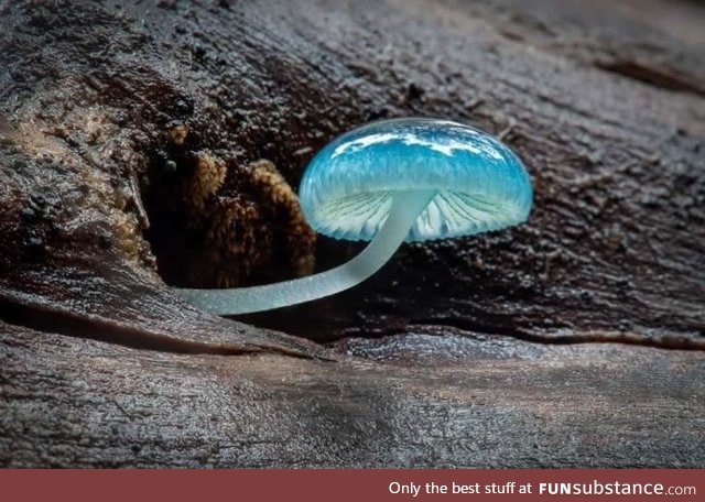 Blue mycena mushroom