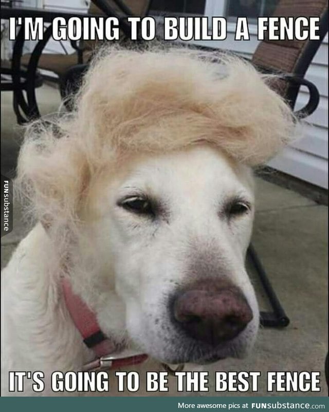 Trump dog has a plan