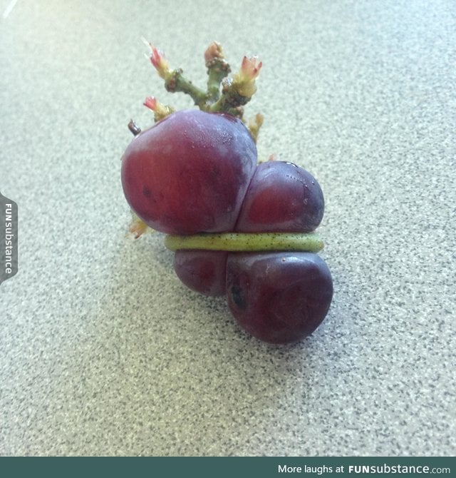 Two grapes tied together by its stem
